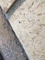 Habronattus pyrrithrix