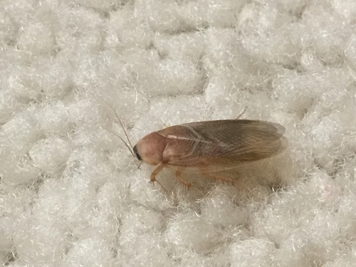 Hairy Desert Cockroach photo 4