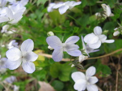 Viola × brauniae