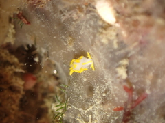 Trapania maculata