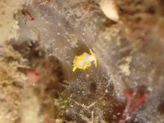 Trapania maculata
