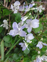 Viola × brauniae