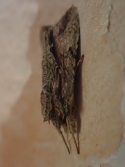 Meterana decorata