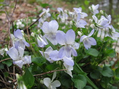Viola × brauniae
