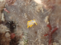 Trapania maculata