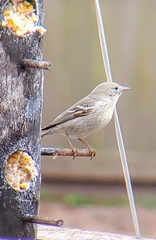 Setophaga pinus