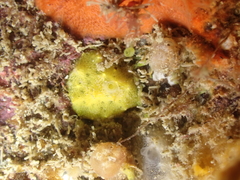 Aplysilla sulfurea