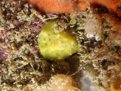 Aplysilla sulfurea