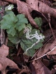 Phytomyza agromyzina group