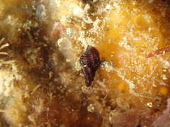 Pycnoclavella