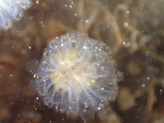 Aplidium punctum