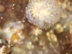 Aplidium punctum