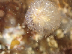 Aplidium punctum