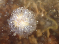 Aplidium punctum