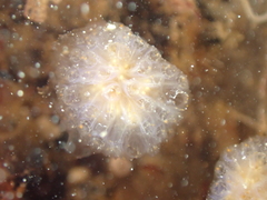 Aplidium punctum