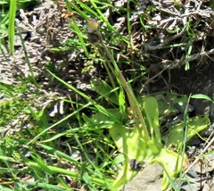 Pinguicula grandiflora