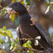 Old World Parrots - Photo (c) Janne Asp, some rights reserved (CC BY-NC-ND), uploaded by Janne Asp