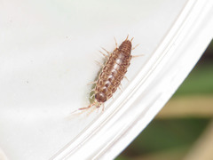 Chaetophiloscia elongata
