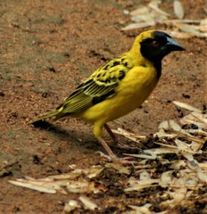 Ploceus cucullatus nigriceps