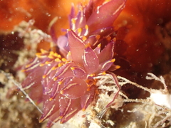 Hermaea variopicta