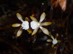 Lecanorchis multiflora