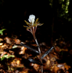 Lecanorchis multiflora