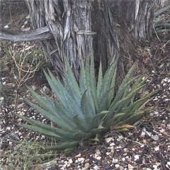 Agave utahensis kaibabensis