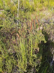 Elegia thyrsoidea