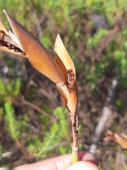 Elegia thyrsoidea