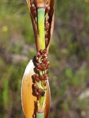 Elegia thyrsoidea