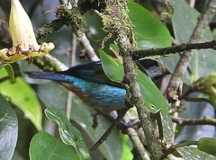 Tangara labradorides