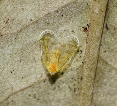 Saccharodite chrysonoe