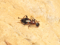 Anthelephila pedestris