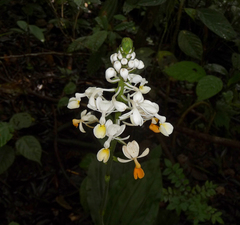 Calanthe zollingeri