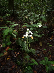 Calanthe zollingeri