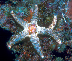 Neoferdina cumingi