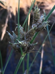 Bolboschoenus maritimus paludosus