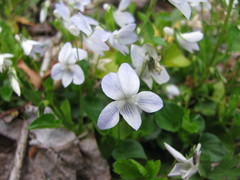 Viola × brauniae