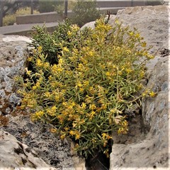 Ericameria arizonica