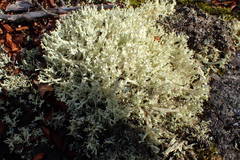 Cladonia turgida