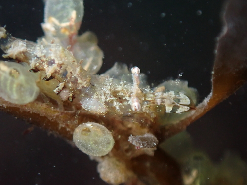 Representative image of Bopyrina ocellata