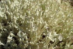 Cladonia turgida