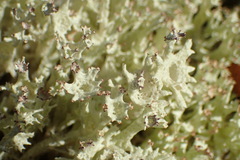Cladonia turgida