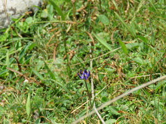 Phyteuma hemisphaericum