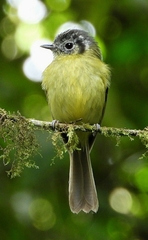 Pogonotriccus ophthalmicus