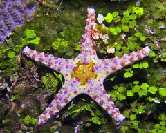Neoferdina cumingi