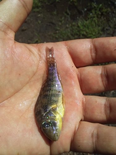 Stripefin eartheater (Gymnogeophagus rhabdotus) — Cichlidae — 5