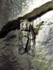 Copivaleria grotei