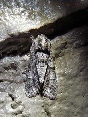 Copivaleria grotei