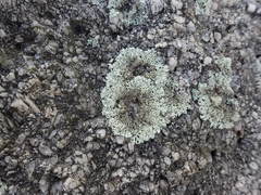 Arctoparmelia centrifuga